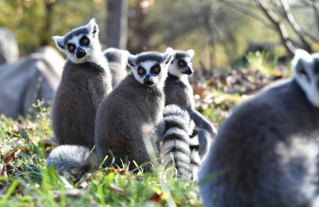 Erleben Sie eine Reise in die Welt der Tiere Eurasiens, Amerikas, Afrikas und Australiens.